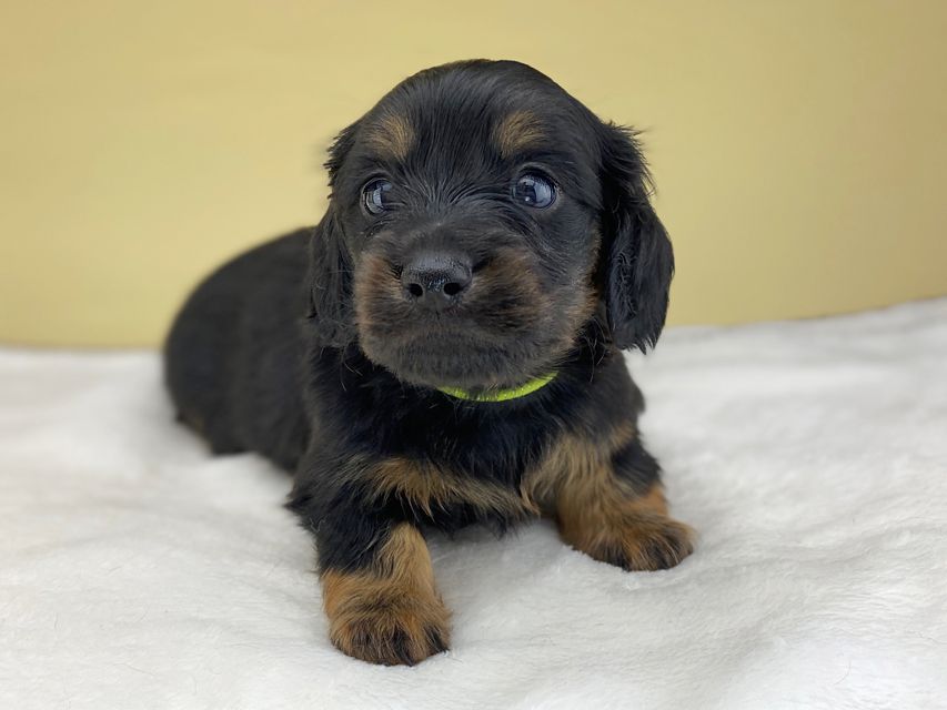 ミニチュアダックスフンド ココcs & ブルースの子犬 ブラックタン 男の子(1)IMG_4521 ミニチュアダックスフンド ココcs & ブルースの子犬 ブラックタン 男の子(1)