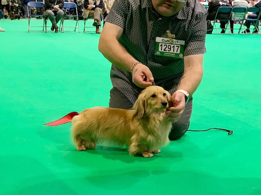 Crufts 2019　続き（3）