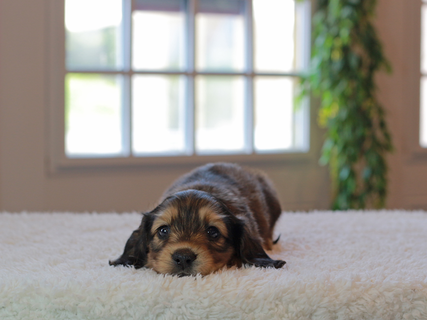 カニンヘン ダックスフンド キャンディ & 竹千代の子犬 イエロー(クリーム) 男の子IMG_4541 カニンヘン ダックスフンド キャンディ & 竹千代の子犬 イエロー(クリーム) 男の子