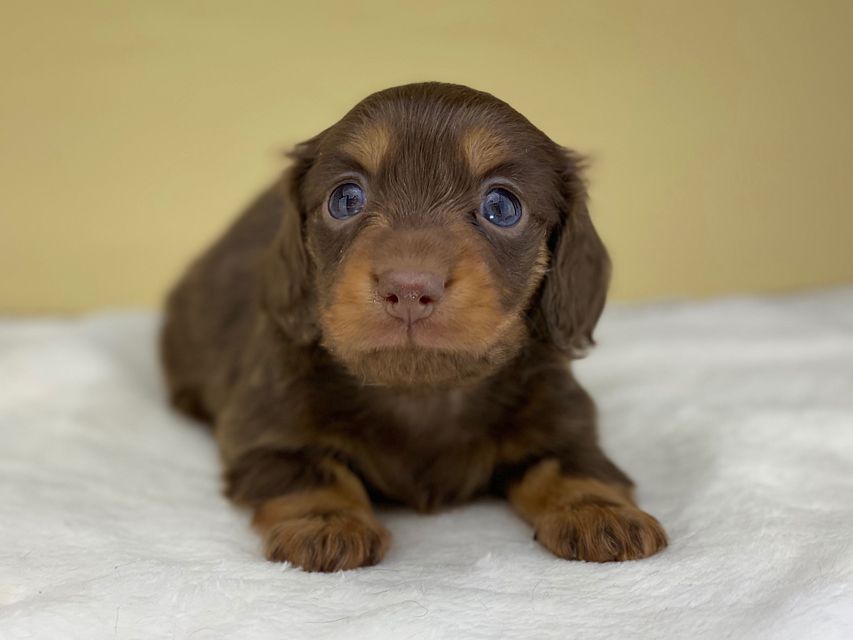 ミニチュアダックスフンド ココcs & ブルースの子犬 チョコタン 女の子(2)IMG_4558 ミニチュアダックスフンド ココcs & ブルースの子犬 チョコタン 女の子(2)