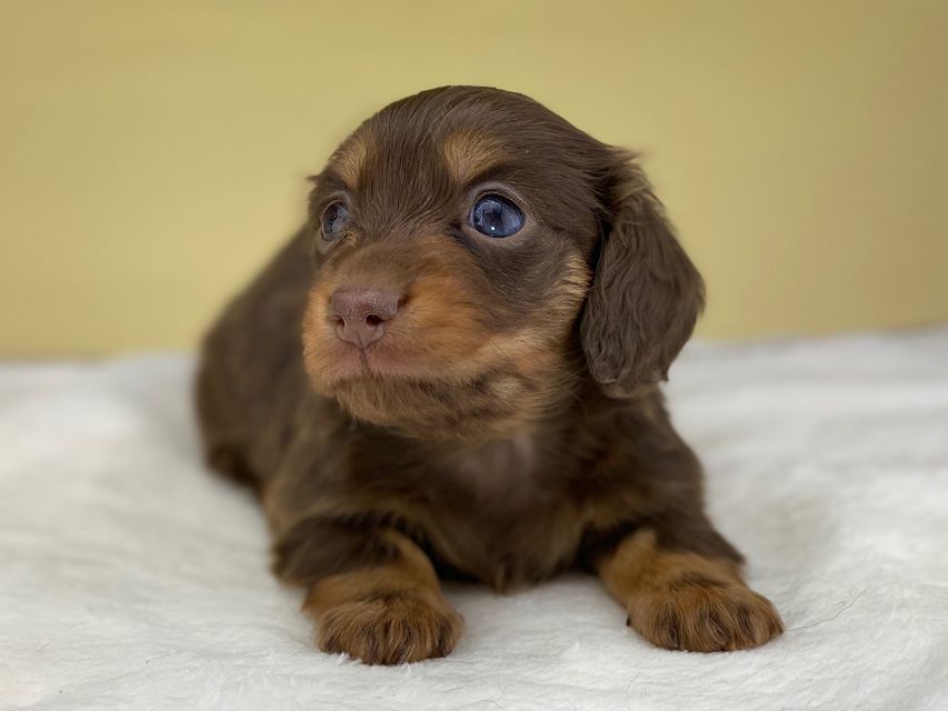 ミニチュアダックスフンド ココcs & ブルースの子犬 チョコタン 女の子(2)IMG_4560 ミニチュアダックスフンド ココcs & ブルースの子犬 チョコタン 女の子(2)