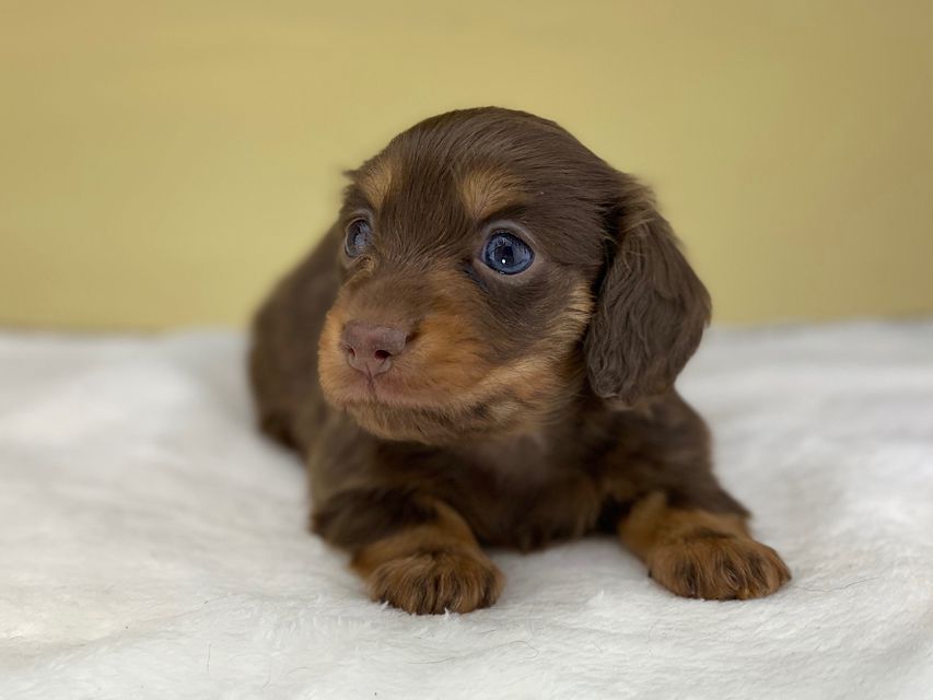 ミニチュアダックスフンド ココcs & ブルースの子犬 チョコタン 女の子(2)IMG_4562 ミニチュアダックスフンド ココcs & ブルースの子犬 チョコタン 女の子(2)
