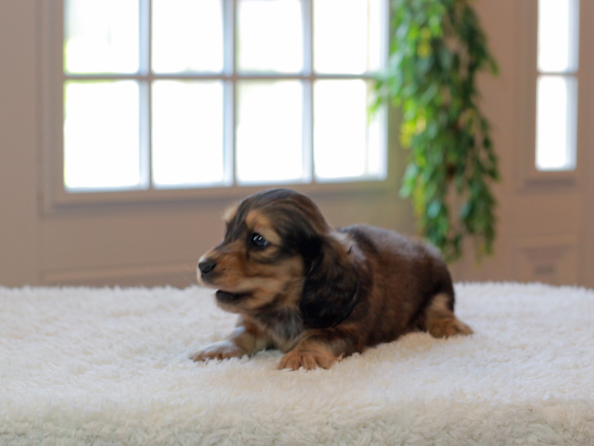 カニンヘン ダックスフンド キャンディ & 竹千代の子犬 イエロー(クリーム) 男の子IMG_4563 カニンヘン ダックスフンド キャンディ & 竹千代の子犬 イエロー(クリーム) 男の子