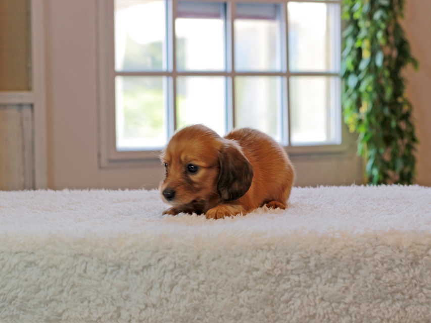 カニンヘン ダックスフンド キャンディ & 竹千代の子犬 レッド 女の子IMG_4575 カニンヘン ダックスフンド キャンディ & 竹千代の子犬 レッド 女の子