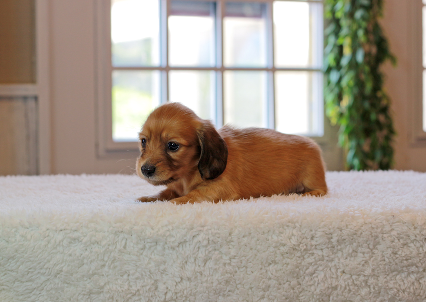 カニンヘン ダックスフンド キャンディ & 竹千代の子犬 レッド 女の子IMG_4579 カニンヘン ダックスフンド キャンディ & 竹千代の子犬 レッド 女の子