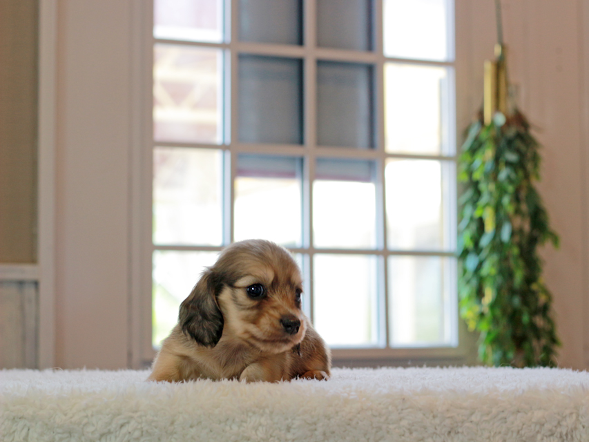 カニンヘン ダックスフンド こなゆき & ピーターの子犬 イエロー（クリーム） 女の子