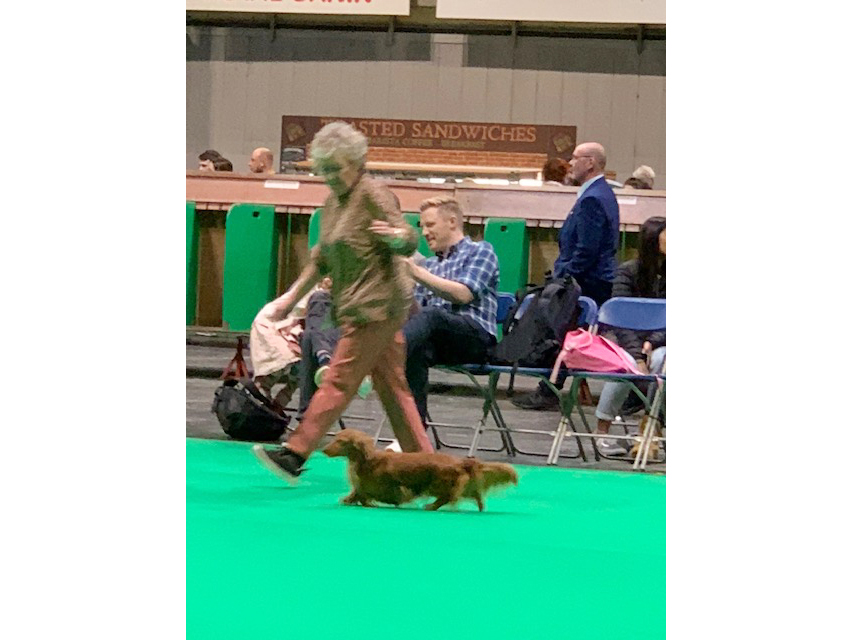 Crufts 2019　続き（3）