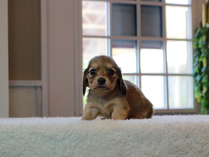 カニンヘン ダックスフンド こなゆき & ピーターの子犬 イエロー（クリーム） 女の子