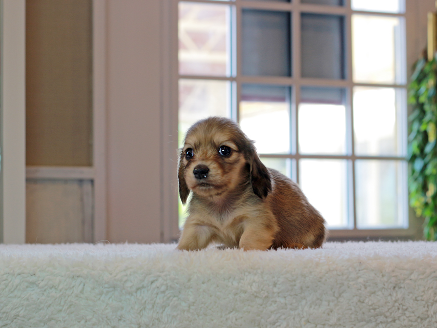 カニンヘン ダックスフンド こなゆき & ピーターの子犬 イエロー（クリーム） 女の子