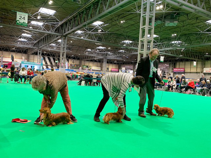 Crufts 2019　続き（3）