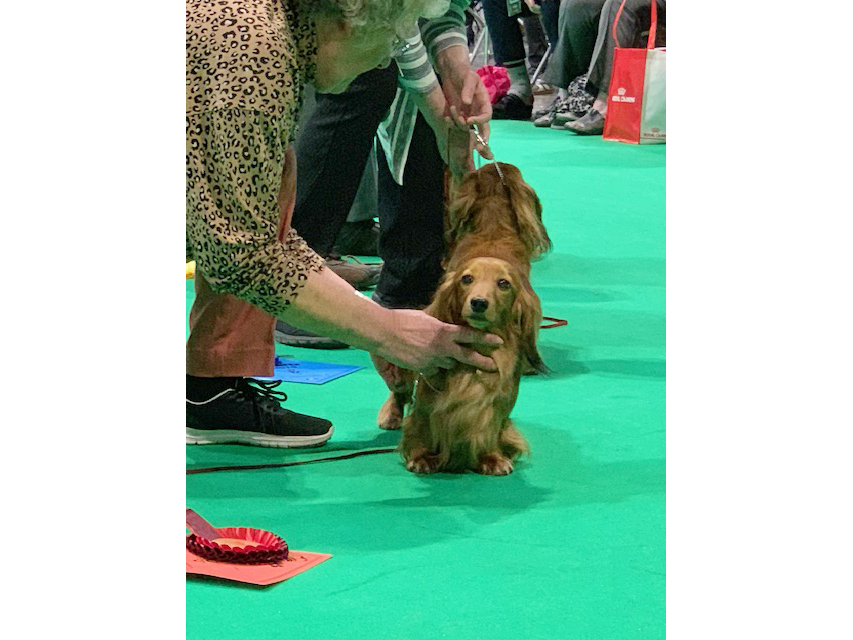 Crufts 2019　続き（3）