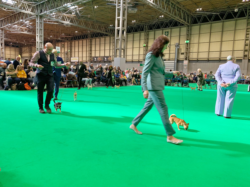 Crufts 2019　最終日はトイグループを観戦しました。