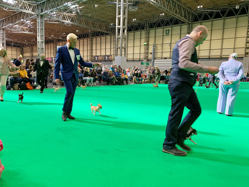 Crufts 2019　最終日はトイグループを観戦しました。