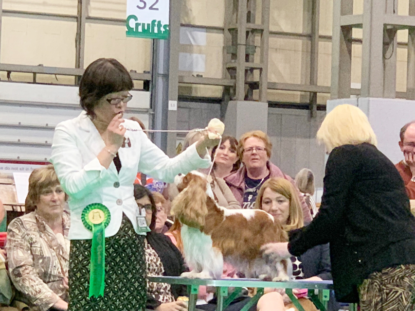 Crufts 2019　最終日はトイグループを観戦しました。