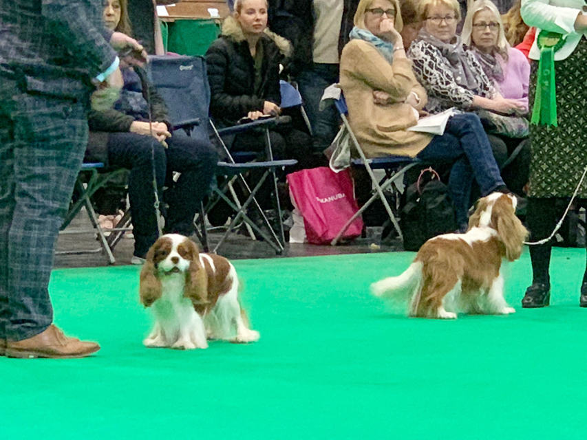 Crufts 2019　最終日はトイグループを観戦しました。