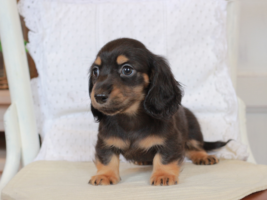 カニンヘン ダックスフンド セーラ & ロックスの子犬 ブラックタン 男の子