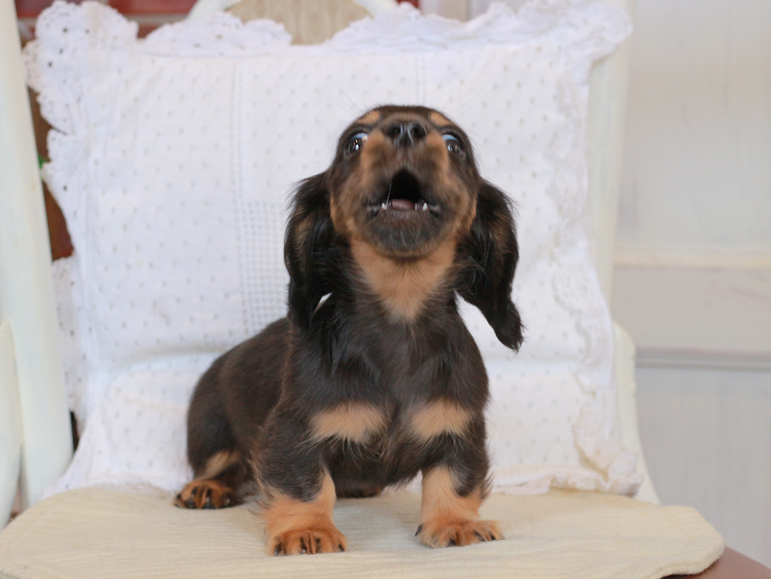 カニンヘン ダックスフンド セーラ & ロックスの子犬 ブラックタン 男の子