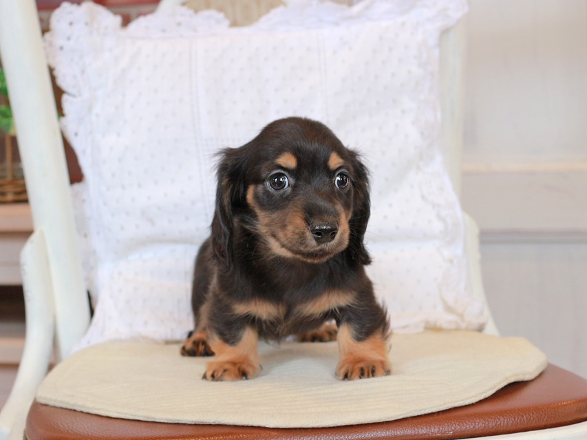 カニンヘン ダックスフンド セーラ & ロックスの子犬 ブラックタン 男の子