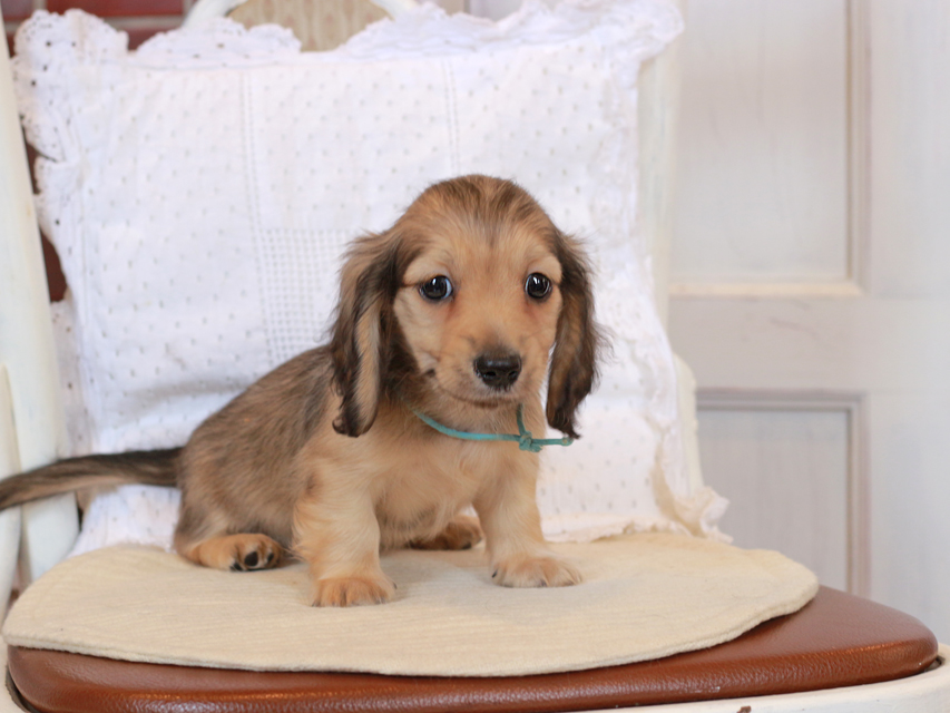 カニンヘン ダックスフンド セーラ & ロックスの子犬 イエロー（クリーム） 男の子（1）