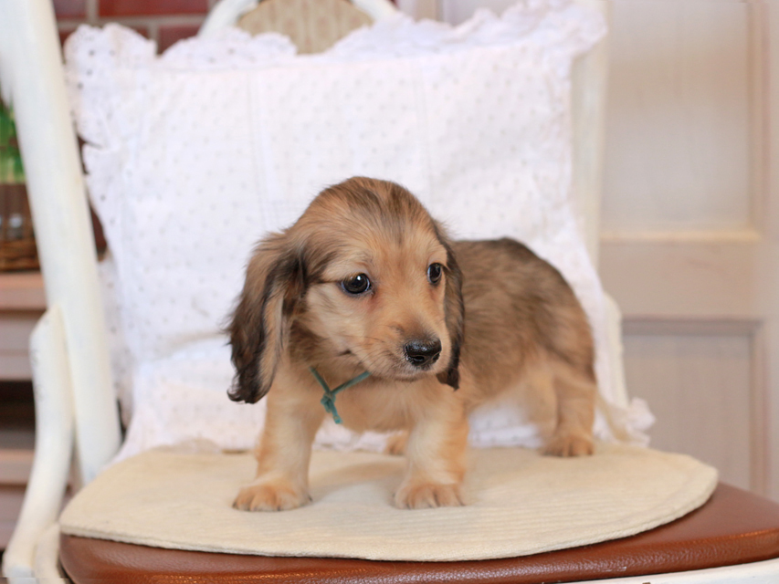 カニンヘン ダックスフンド セーラ & ロックスの子犬 イエロー（クリーム） 男の子（1）