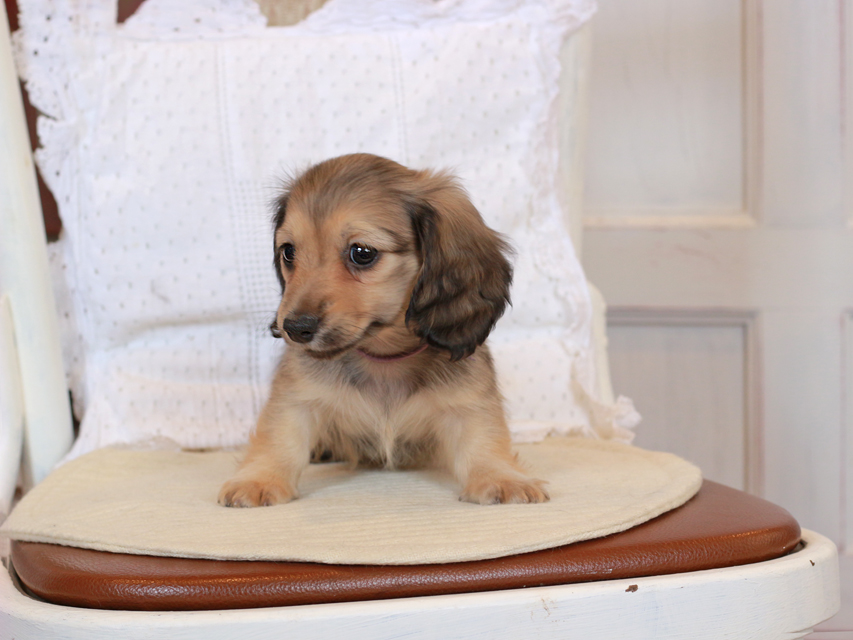 カニンヘン ダックスフンド セーラ & ロックスの子犬 イエロー（クリーム） 男の子（2）