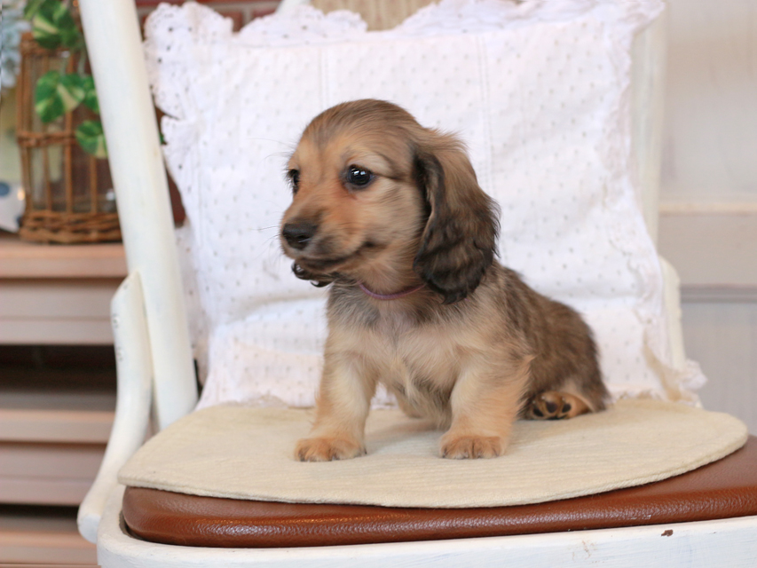 カニンヘン ダックスフンド セーラ & ロックスの子犬 イエロー（クリーム） 男の子（2）