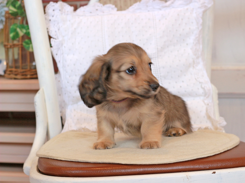 カニンヘン ダックスフンド セーラ & ロックスの子犬 イエロー（クリーム） 男の子（2）