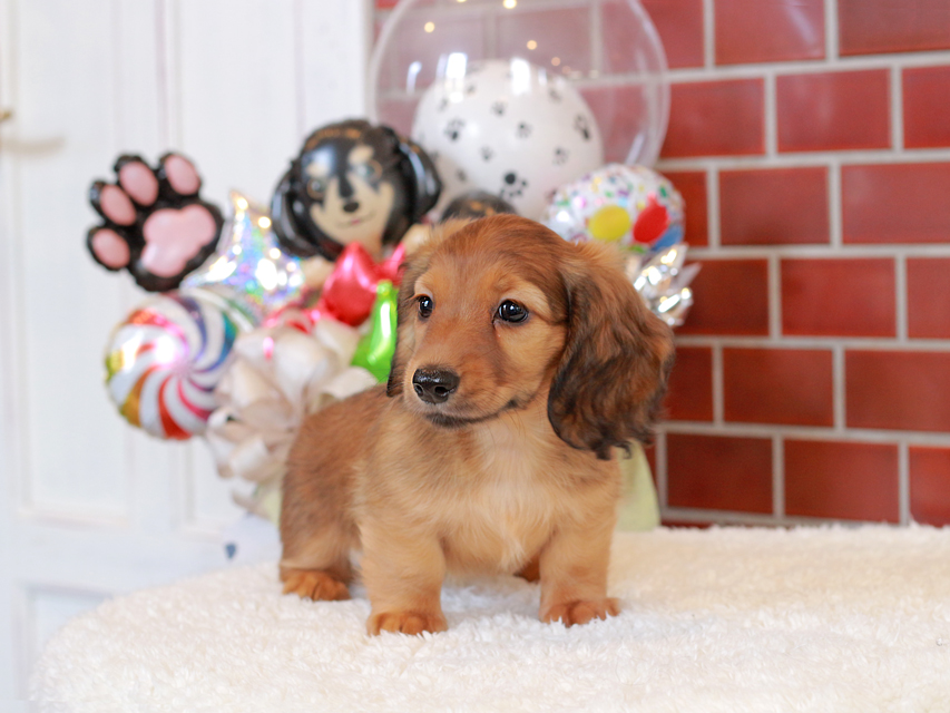 カニンヘン ダックスフンド シオン & ロックスの子犬 シェーデットレッド 女の子