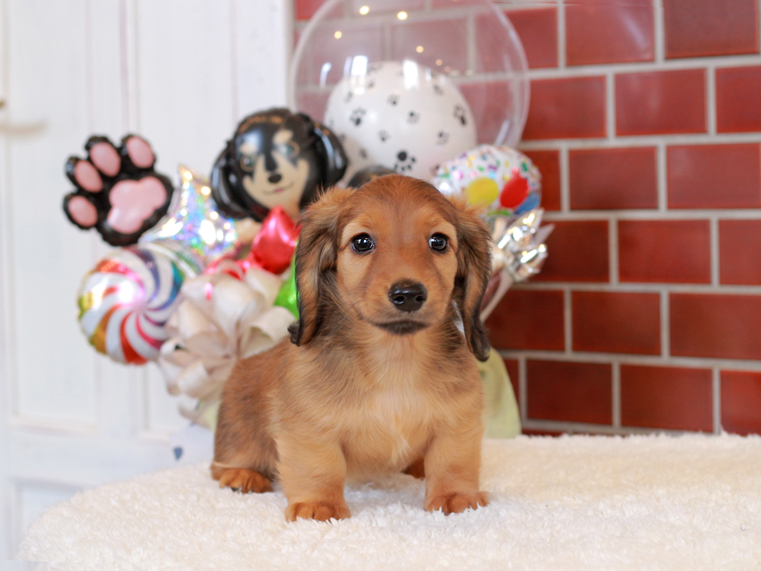 カニンヘン ダックスフンド シオン & ロックスの子犬 シェーデットレッド 女の子