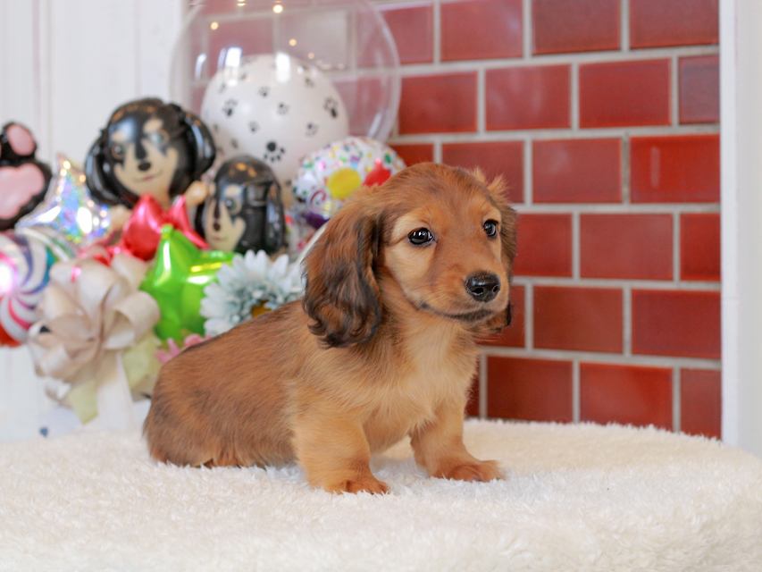 カニンヘン ダックスフンド シオン & ロックスの子犬 シェーデットレッド 女の子