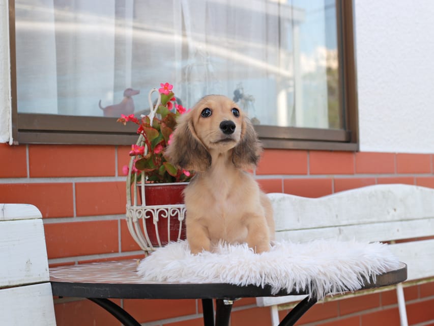 カニンヘン ダックスフンド ピアノ ＆ ボノの子犬 イエロー 男の子