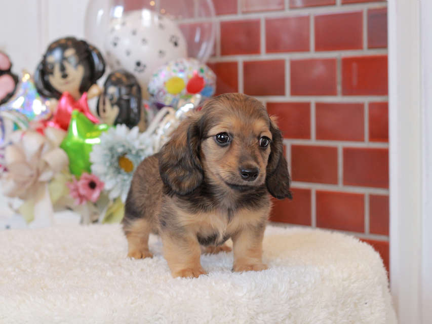 カニンヘン ダックスフンド シオン & ロックスの子犬 シェーデットイエロー(シェーデットクリーム) 女の子IMG_4858 カニンヘン ダックスフンド シオン & ロックスの子犬 シェーデットイエロー(シェーデットクリーム) 女の子