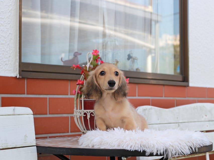 カニンヘン ダックスフンド ピアノ ＆ ボノの子犬 イエロー 男の子