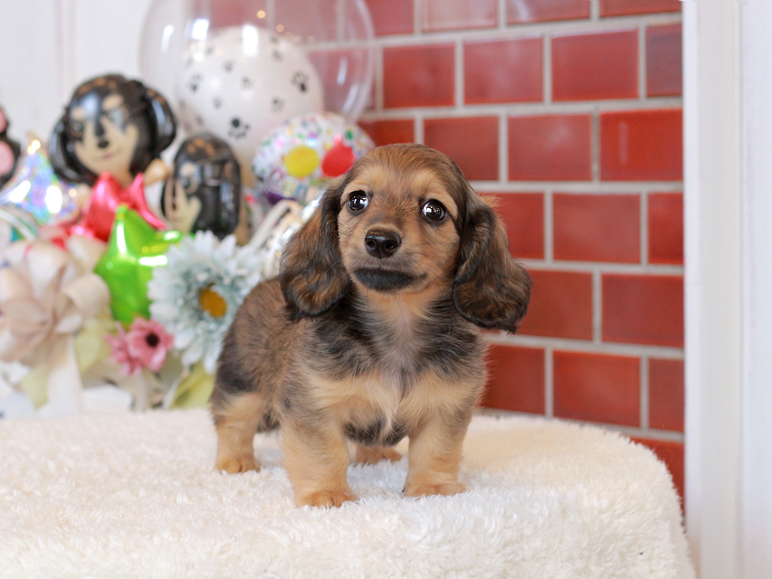 カニンヘン ダックスフンド シオン & ロックスの子犬 シェーデットイエロー(シェーデットクリーム) 女の子IMG_4861 カニンヘン ダックスフンド シオン & ロックスの子犬 シェーデットイエロー(シェーデットクリーム) 女の子