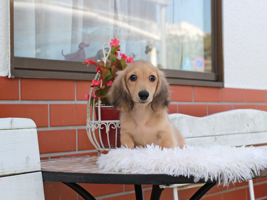 カニンヘン ダックスフンド ピアノ ＆ ボノの子犬 イエロー 男の子
