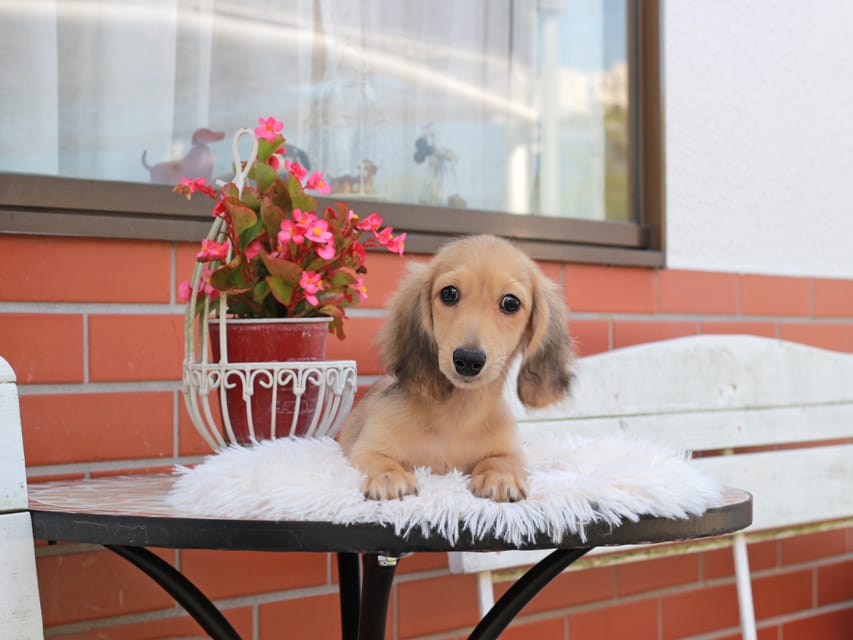 カニンヘン ダックスフンド ピアノ ＆ ボノの子犬 イエロー 男の子