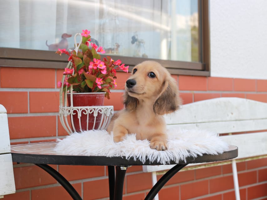 カニンヘン ダックスフンド ピアノ ＆ ボノの子犬 イエロー 男の子