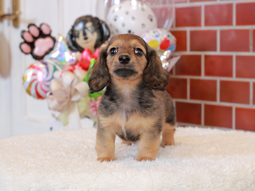 カニンヘン ダックスフンド シオン & ロックスの子犬 シェーデットイエロー(シェーデットクリーム) 女の子IMG_4868 カニンヘン ダックスフンド シオン & ロックスの子犬 シェーデットイエロー(シェーデットクリーム) 女の子