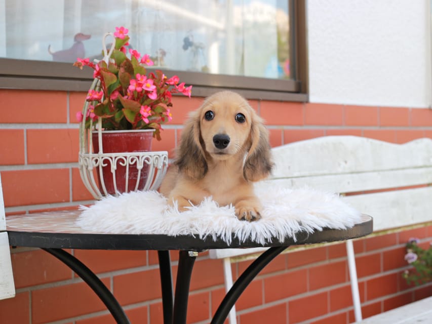 カニンヘン ダックスフンド ピアノ ＆ ボノの子犬 イエロー 男の子