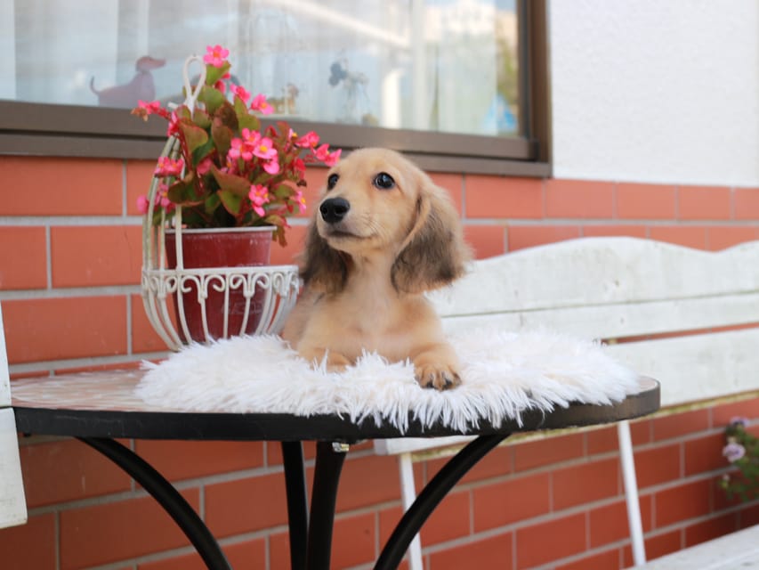 カニンヘン ダックスフンド ピアノ ＆ ボノの子犬 イエロー 男の子