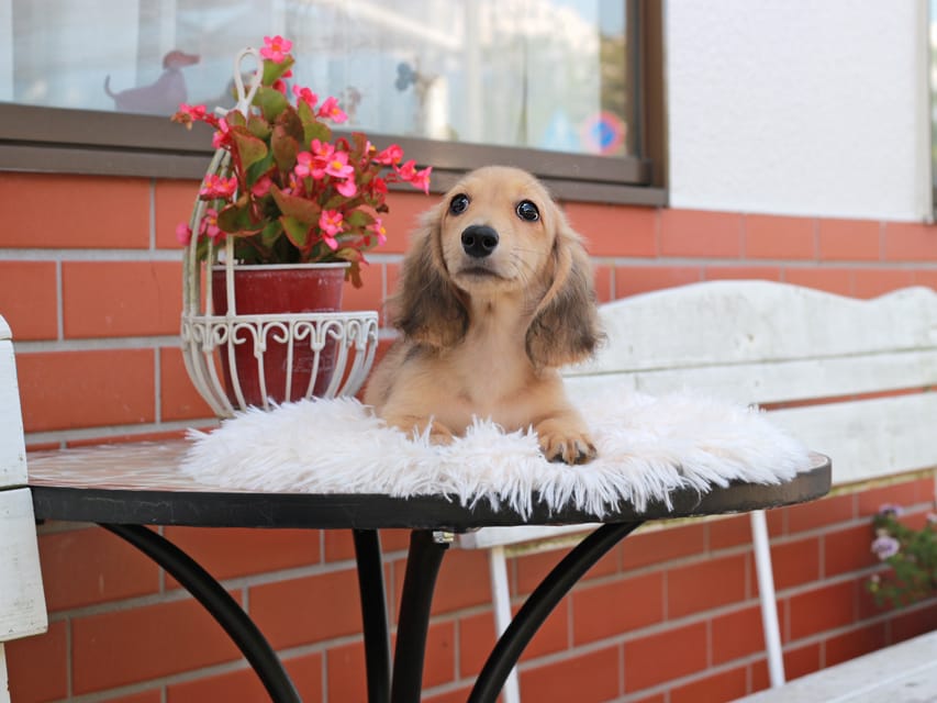 カニンヘン ダックスフンド ピアノ ＆ ボノの子犬 イエロー 男の子