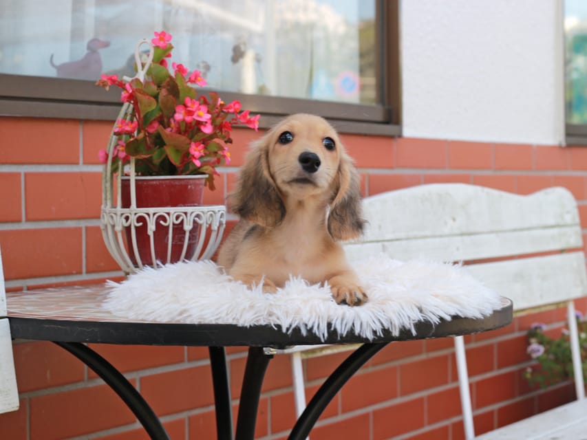 カニンヘン ダックスフンド ピアノ ＆ ボノの子犬 イエロー 男の子