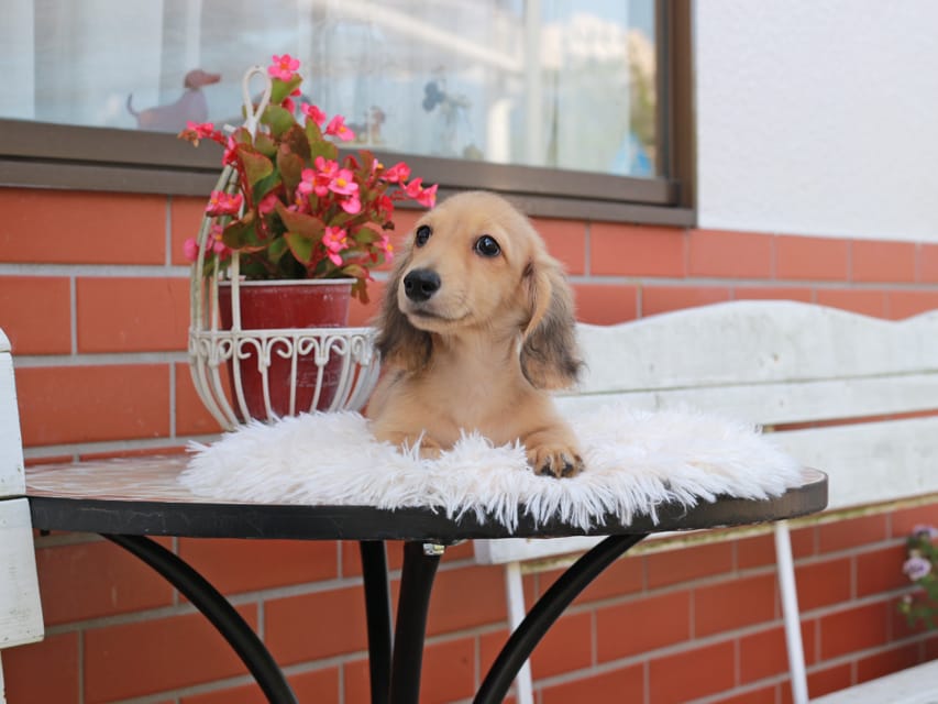 カニンヘン ダックスフンド ピアノ ＆ ボノの子犬 イエロー 男の子