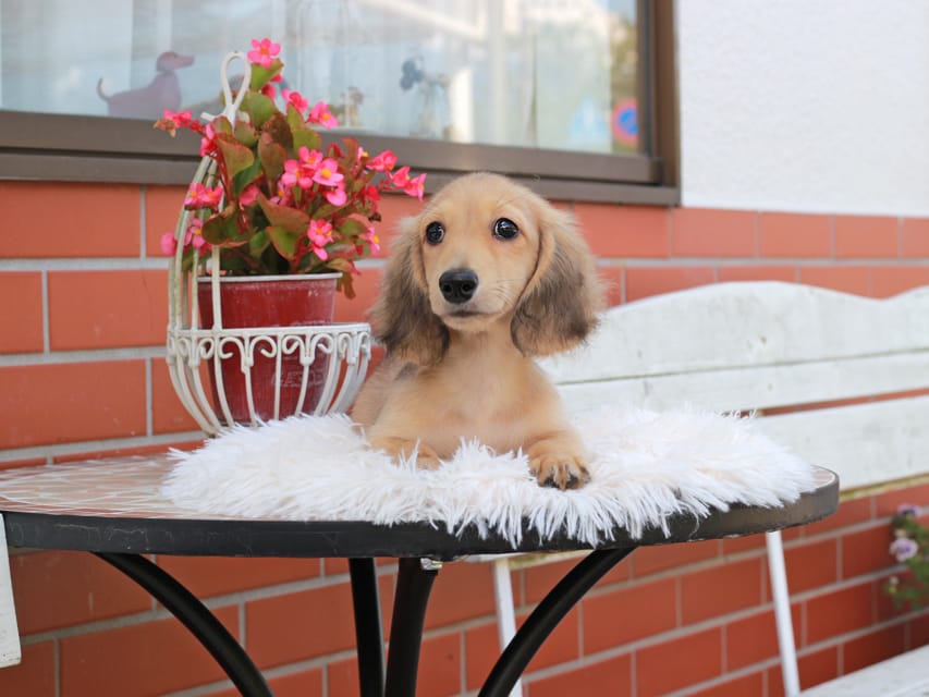 カニンヘン ダックスフンド ピアノ ＆ ボノの子犬 イエロー 男の子
