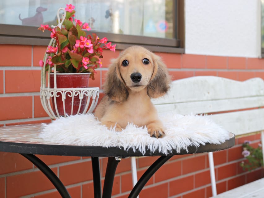 カニンヘン ダックスフンド ピアノ ＆ ボノの子犬 イエロー 男の子