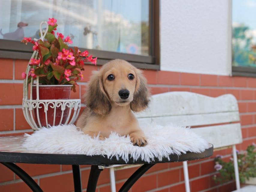 カニンヘン ダックスフンド ピアノ ＆ ボノの子犬 イエロー 男の子