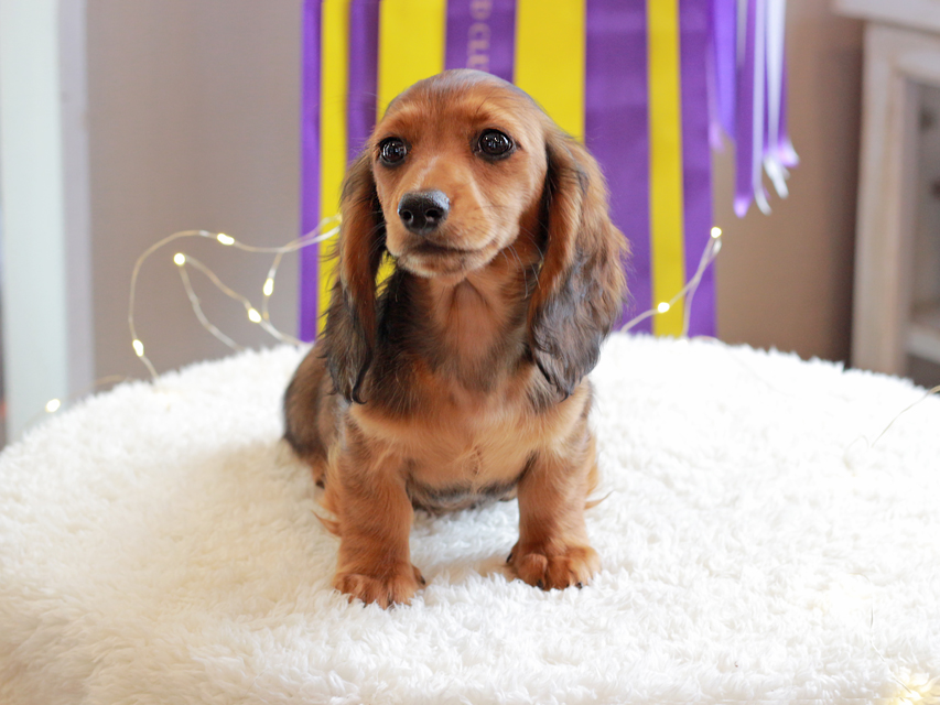 ミニチュアダックスフンド ルーシー & ジムダンデイの子犬 レッド 女の子（1）