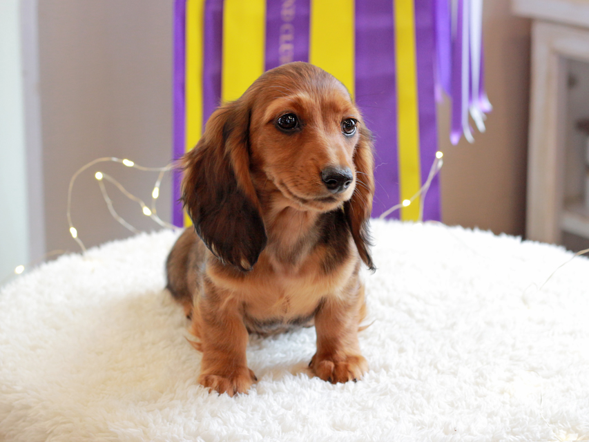 ミニチュアダックスフンド ルーシー & ジムダンデイの子犬 レッド 女の子（1）