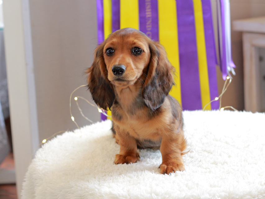 ミニチュアダックスフンド ルーシー & ジムダンデイの子犬 レッド 女の子（1）