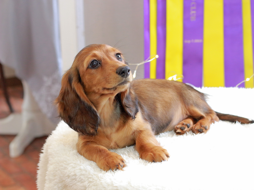 ミニチュアダックスフンド ルーシー & ジムダンデイの子犬 レッド 女の子（1）